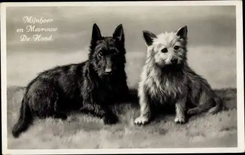 Ak zwei Hunde, Herr und Frau Hund, Tierportrait