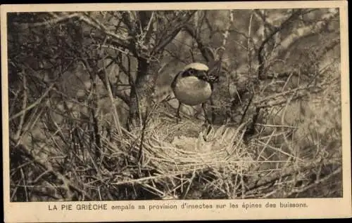 Ak Vogelportrait, Raubwürger im Nest