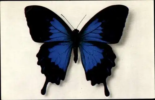 Ak Blau Schwarzer Schmetterling, Papilio Telegonus