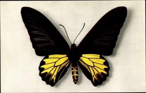 Ak braun gelber Schmetterling, Papilio Aecus Kaguya