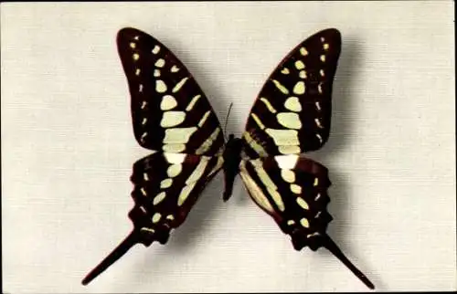 Ak braun schwarz weißer Schmetterling, Papilio Antheus