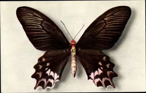 Ak Rosa schwarz brauner Schmetterling, Papilio Semperi