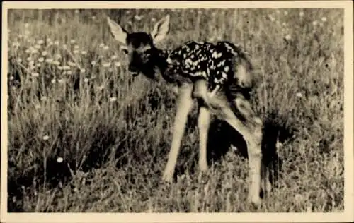 Ak Nationalpark Hooge Veluwe, Edelhirsch-Jungtier