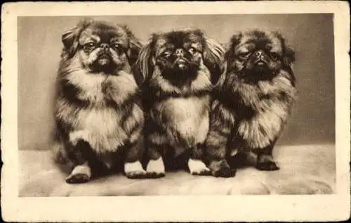 Ak drei Hunde, Pekingesen