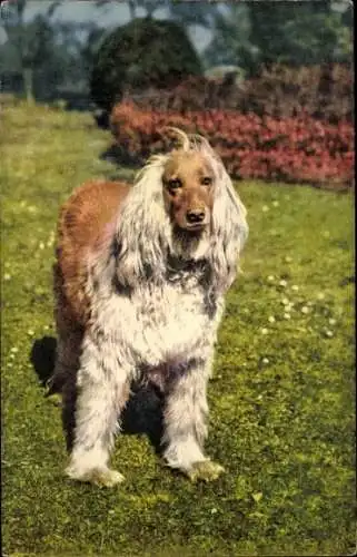 Ak Afghanischer Windhund, Portrait