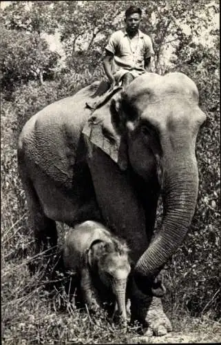 Ak Indischer Elefant mit Kalb, Mahut