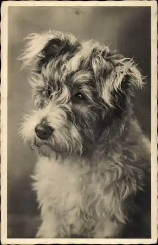 Ak Terrier Hund, Portrait