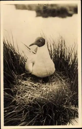 Ak Texel, Lachmöwe auf ihrem Nest