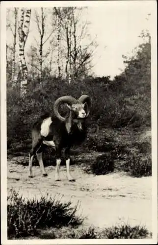 Ak Mufflon, Wildschaf, Nationalpark Hooge Veluwe