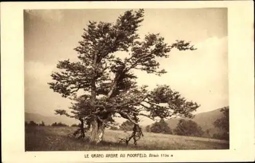 Ak Der große Baum in Moorfeld