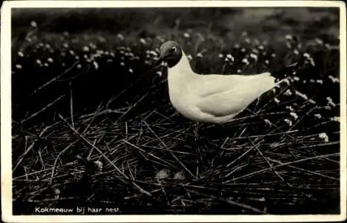 Ak Möwe im Nest