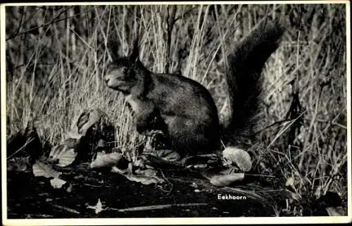 Ak Eichhörnchen in der freien Natur