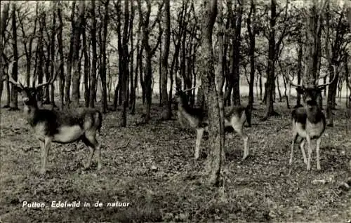 Ak Drei Hirsche in der Natur