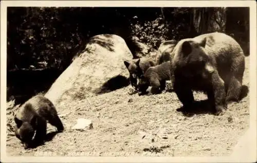 Ak Bärenmutter mit ihren drei Jungtieren im Nationalpark