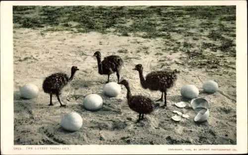 Ak Strauß, Jungstrauße, USA, Ostrich Farm, das Neueste