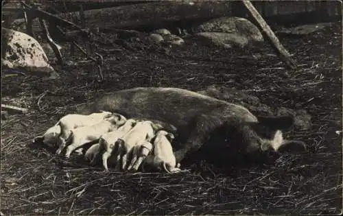 Ak Ferkel bei der Fütterung