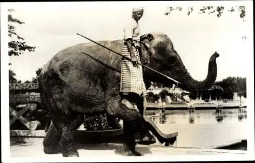 Ak Elefantenzüchter steht auf auf seinem Elefanten