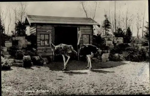 Ak Strauße im Vogelpark Avifauna