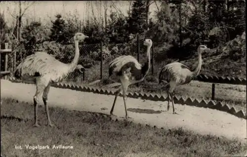 Ak drei Strauße im Vogelpark Avifauna