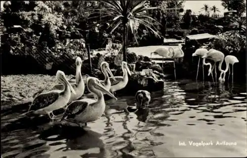 Ak Flamingos und Pelikane im Vogelpark Avifauna