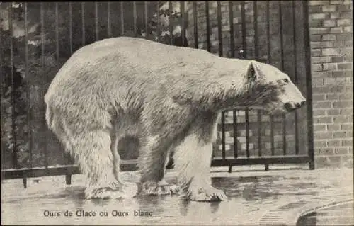 Ak Eisbär im Gehege