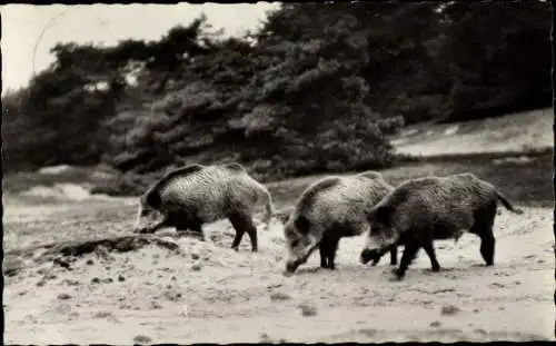 Ak Wildschweine, Waldtiere