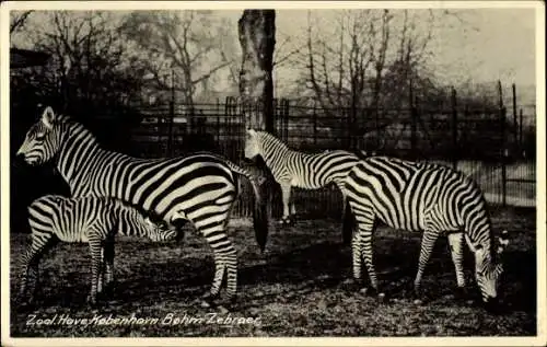 Ak grasende Zebras im Gehege