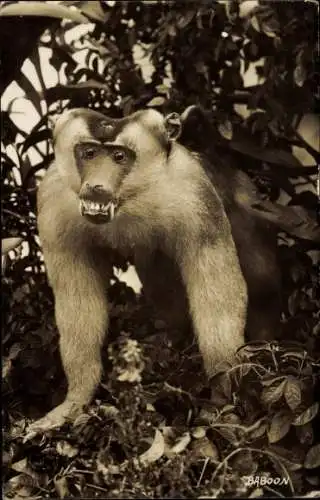 Foto Ak Affe mit gefletschten Zähnen auf einem Baum, Pavian