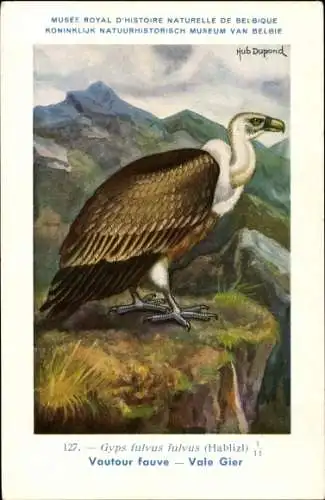 Künstler Ak Dupond, H., Gyps fulvus fulvus, Vale Gier Nr. 127