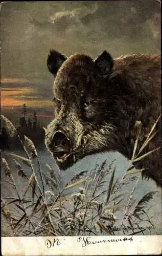 Künstler Ak Müller, M.,  Wildschwein in der Natur