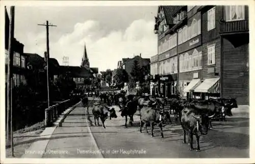 Ak Braunlage im Oberharz, Hauptstraße, Damenkapelle, Kuhherde