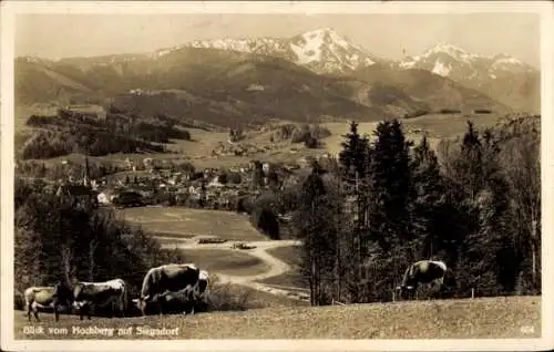 Ak Siegsdorf in Oberbayern, Gesamtansicht, Blick vom Hochberg aus, Kühe