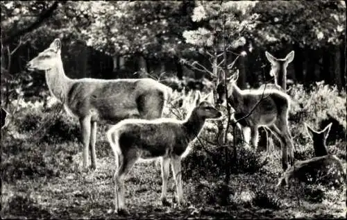 Ak ein Reh in der Natur mit Rehkitz