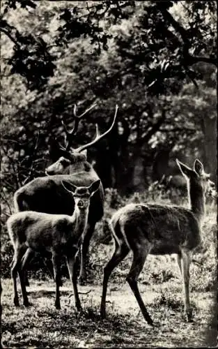 Ak Edelhirsch mit Hirschkuh und Kalb