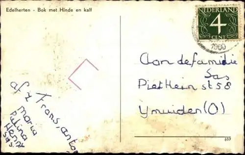 Ak Edelhirsch mit Hirschkuh und Kalb