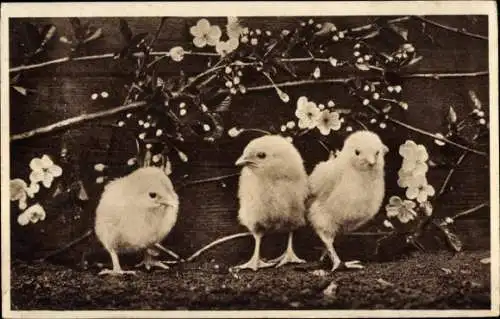 Ak drei kleine Küken an der Kirschblüte