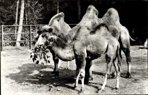 Ak Kamele, Rotterdam Südholland, Dierenpark Ouwenhads