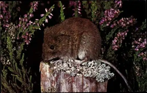 Ak Rötelmaus in der Natur