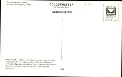 Ak Rötelmaus in der Natur