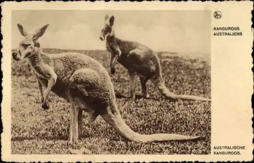 Ak australische Kängerus im Freien, Werbung Chocolat Martougin