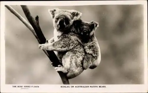 Ak australischer Koala trägt sein Koalajunges, The Rose Series P. 10479