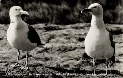 Ak zwei Silbermöwen am Strand