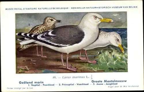 Künstler Ak Dupond, Hub., Larus marinus, Mantelmöwe