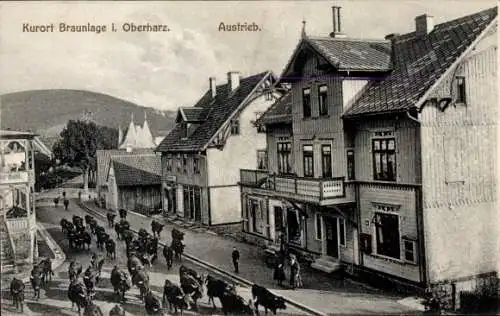 Ak Braunlage im Oberharz, Austrieb, Kuhherde