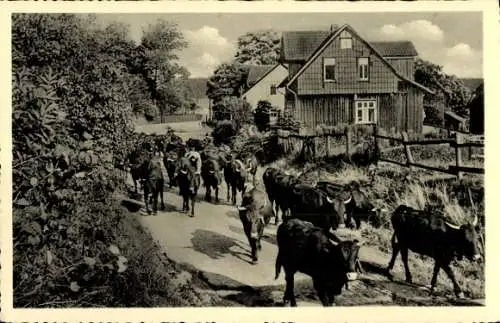 Ak Buntenbock Clausthal Zellerfeld Oberharz, Kuhaustrieb, Kuhherde