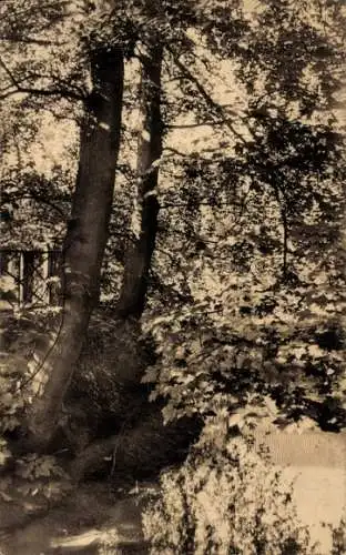 Ak Eecloo Eeklo Ostflandern, Parkpartie