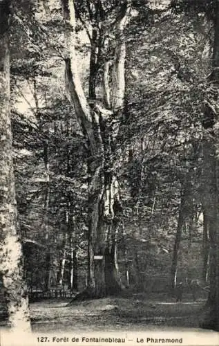 Ak Fontainebleau Seine et Marne, Le Pharamond