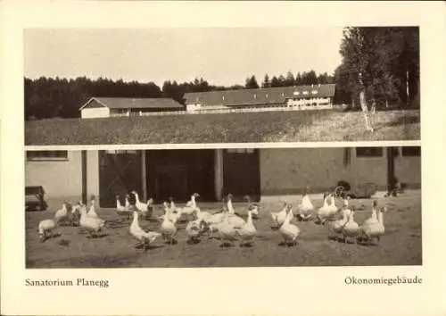 Ak Planegg Oberbayern, Sanatorium, Ökonomiegebäude, Gänse