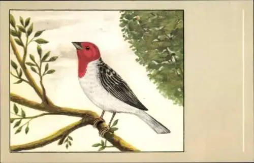 Künstler Ak Dominikanerkardinal, Paroaria larvata, Vogel