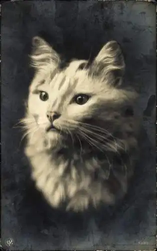 Ak Langhaarige Katze, Tierportrait